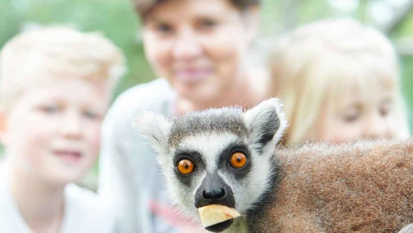 Lemur spiser et stykke æble, mens en kvinde, en dreng og en pige kigger på.