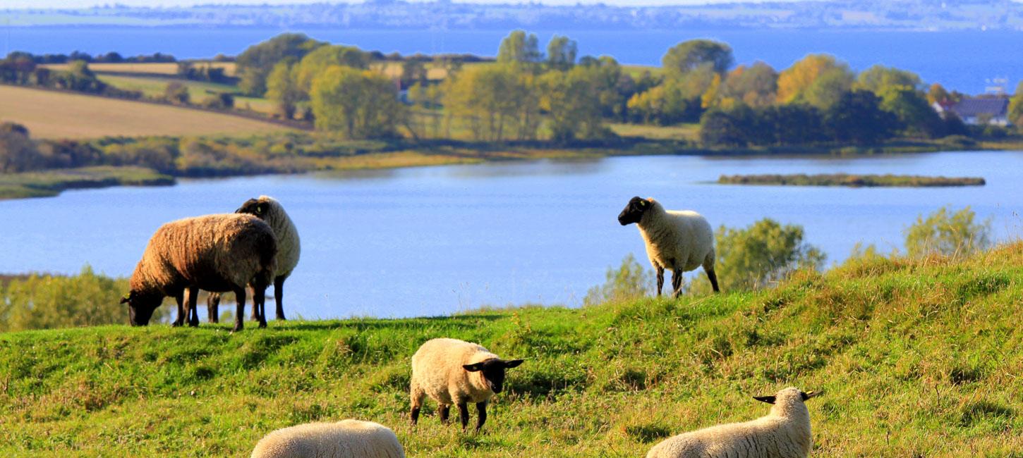 Seks græssende får i forgrunden. I baggrunden ses en sø omringet af natur.