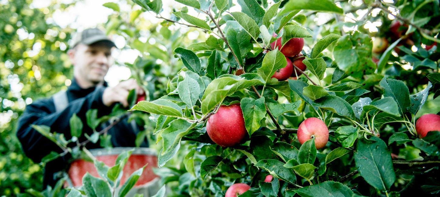 I forgrunden ses grenene fra et æbletræ. Det er fyldt med røde æbler og grønne blade. Sløret i bagrunden står en mand og plukker æbler. 
