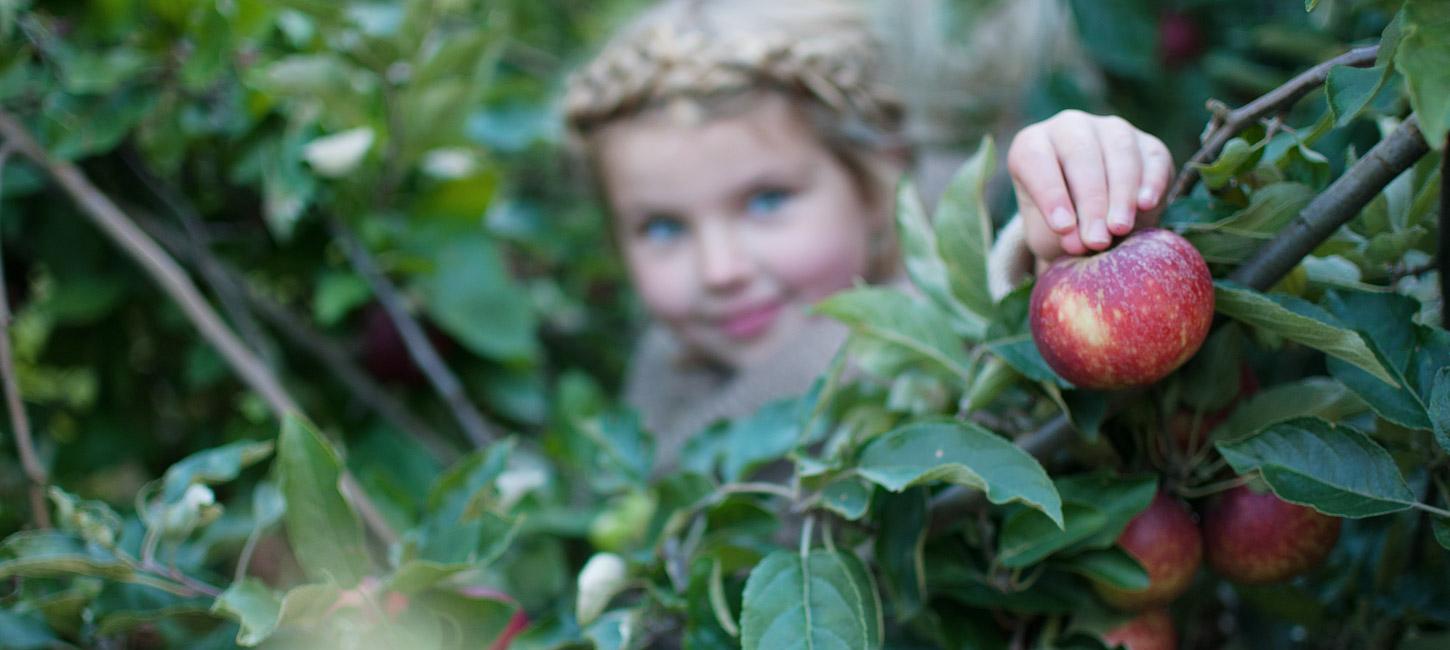 Lille pige plukker et rødt æble fra en gren med grønne blade.