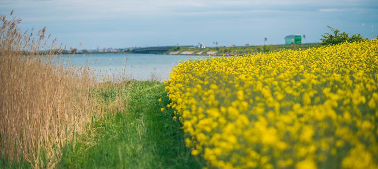 Tåsinge står ekstra flot, når rapsmarkerne blomstrer