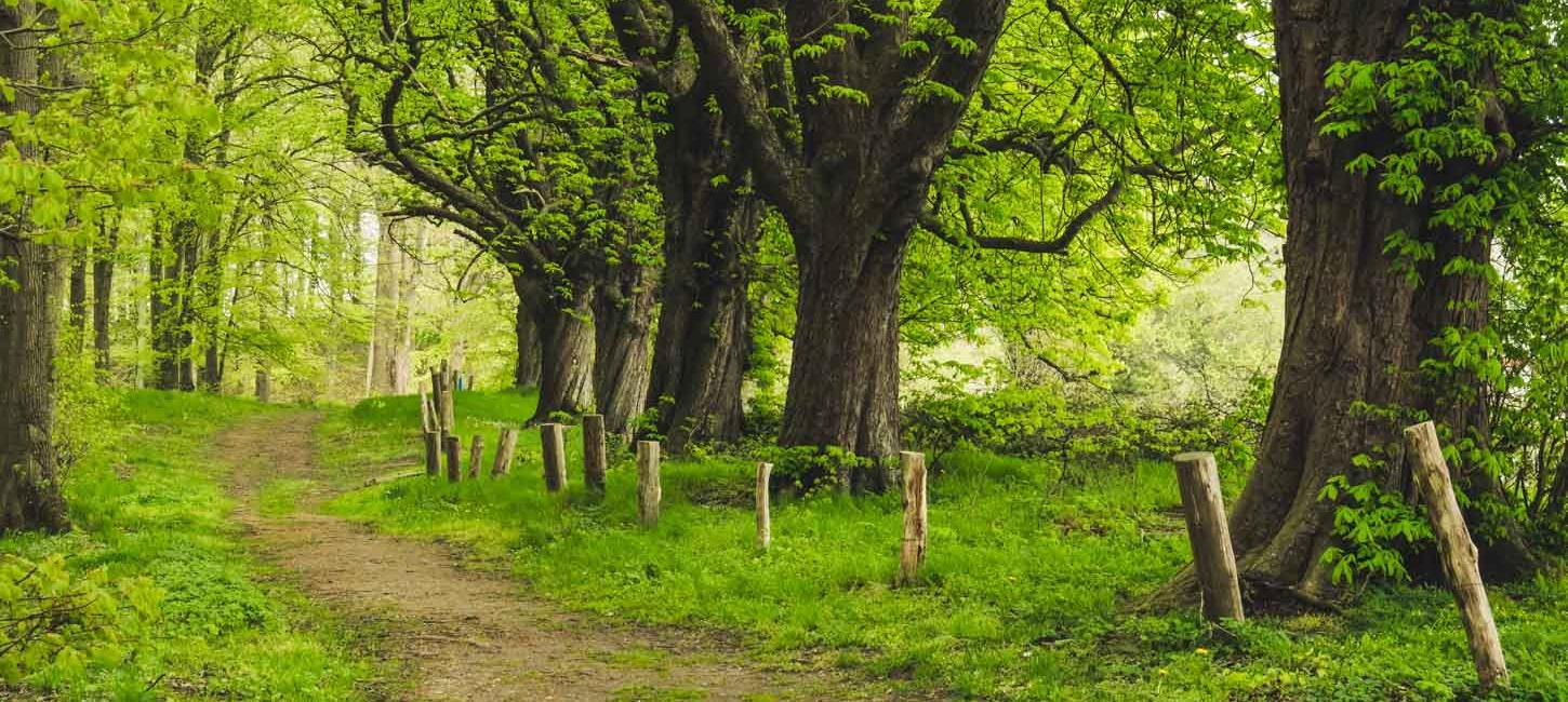 dyreborg skov forår sommer