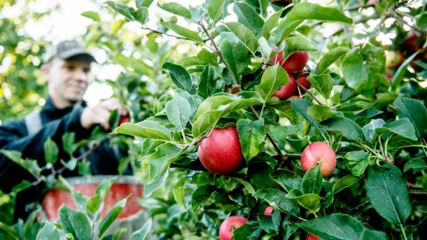 I forgrunden ses grenene fra et æbletræ. Det er fyldt med røde æbler og grønne blade. Sløret i bagrunden står en mand og plukker æbler. 