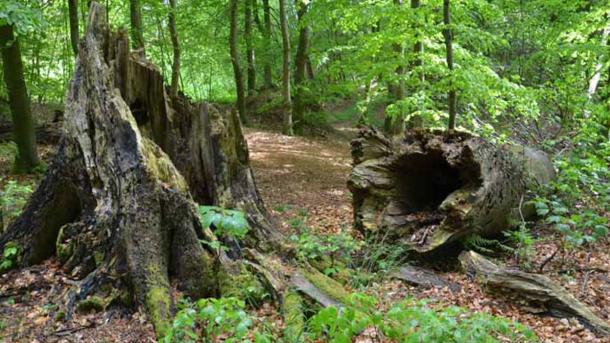 Et billede fra Hesbjerg slot skov af en stor træstubbe. Til højre fra stubben ligger et væltet træ hvor man kan se ind i den hule stamme. 