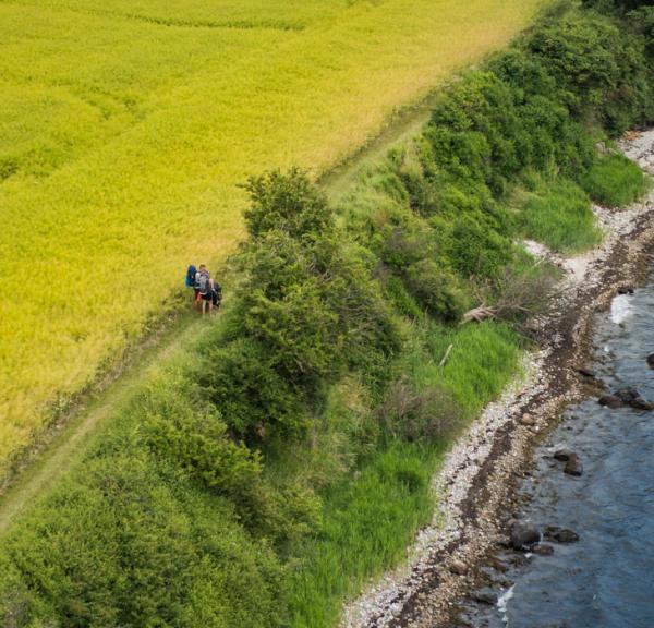 Dronefoto af to vandrere på en sti med en gul rapsmark på den ene side og blåt hav på den anden side.
