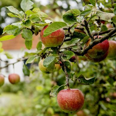 æbler kerteminde frugtplantage ferie efterår fyn