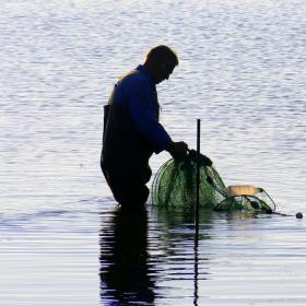 Fisker står i vandet med fiskeruse i hånden ved nogle pæle.