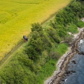 Dronefoto af to vandrere på en sti med en gul rapsmark på den ene side og blåt hav på den anden side.