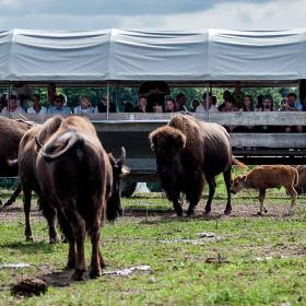 En flok bisoner med bisonkalve. I baggrunder står en masse mennesker og iagttager bisonerne under et hvidt overdække.