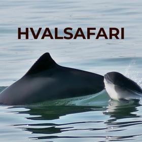 hvalsafari marsvin lillebælt hav middelfart