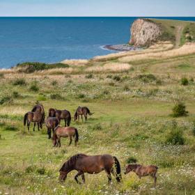 vilde heste sommer langeland natur