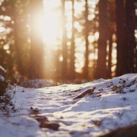 Vinter i skoven