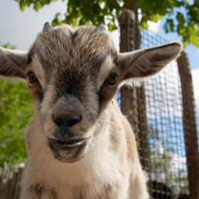 et gedekid fra Odense ZOO