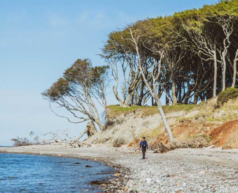 Kvinde går på stranden på Æbelø. Gamle træer ses i baggrunden.